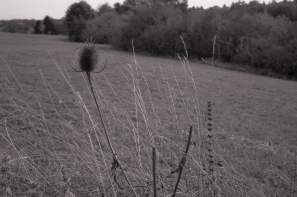 Distel an der Hahnweide in Kirchheim Teck