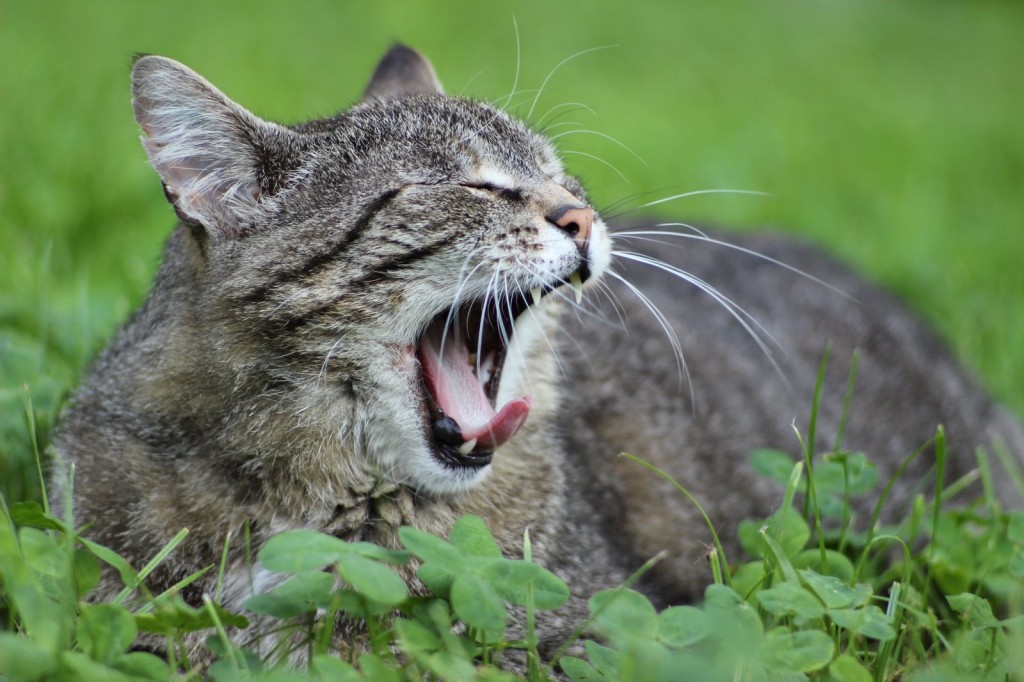 Müde Nachbars Katze