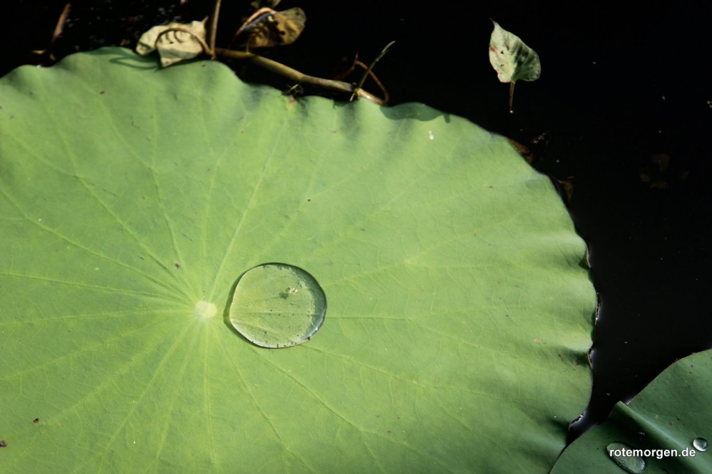 Lotusblatt und Wasser