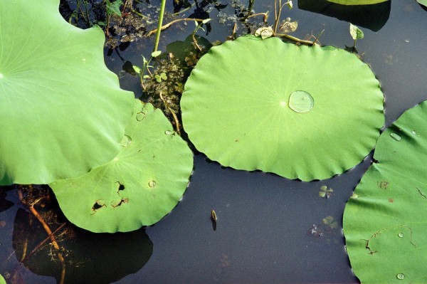 Lotusblatt und Wasser