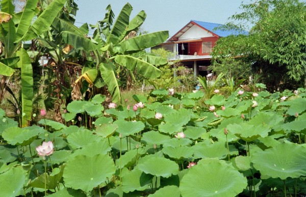 Lotus traditional style